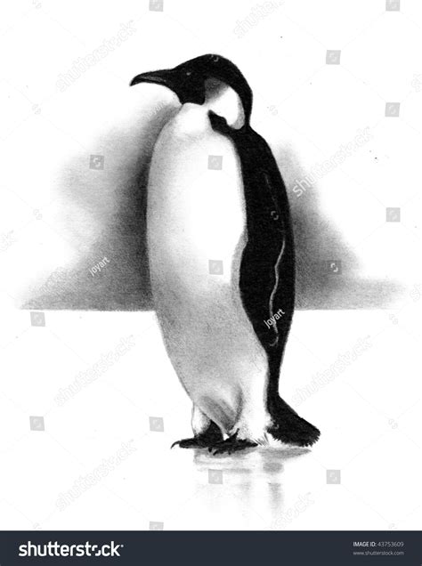 Pencil Drawing Of A Penguin Stock Photo 43753609 : Shutterstock