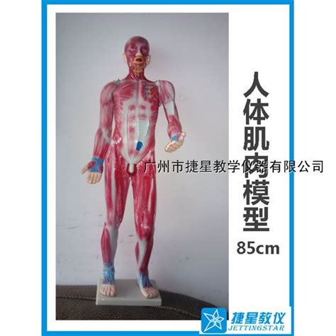 人体各大系统解剖模型|人体解剖模型|解剖示教模型_上海启沭医学仪器有限公司
