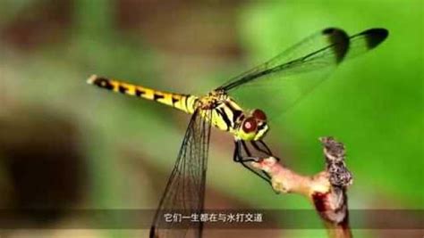 蜻蜓点水摄影图__昆虫_生物世界_摄影图库_昵图网nipic.com