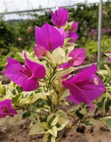 常见的紫色花有哪些-美丽花