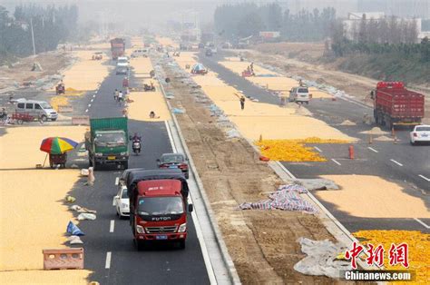 郑州现“黄金大道” 新修公路两侧铺满玉米——人民政协网