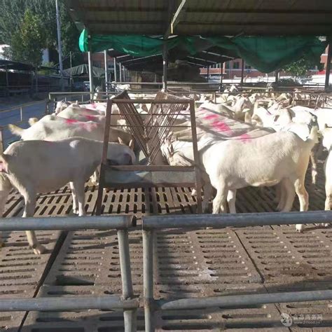黑山羊羊苗价格养殖利润养殖利润成本 全国-食品商务网