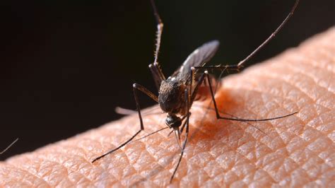蚊子包越大，毒性越大？蚊子叮咬后，身体会发生什么变化？|疾病_新浪新闻