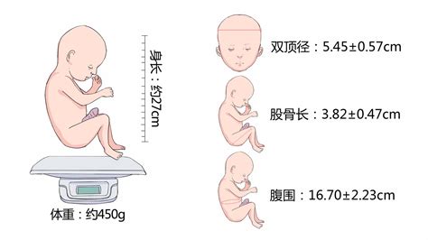 产检胎儿“股骨短”说明宝宝是小矮子？父母别慌，真正含义要了解