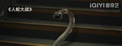 小时候怕蛇但又特别想看，十部关于蛇的恐怖电影