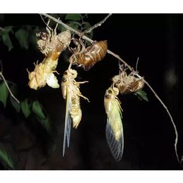 金蝉如何养殖？金蝉的养殖方法介绍 - 中国金蝉网