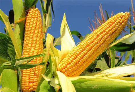 2018年中国玉米价格及种植面积走势分析【图】_智研咨询