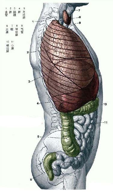 人体正常全面解剖图谱-人体解剖图,_医学图库