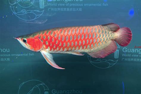 30种常见热带观赏鱼（大型热带观赏鱼品种） – 碳资讯