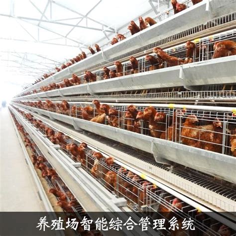 中国电信大同分公司智慧养殖平台助力肉牛养殖基地实现“云”上养殖_黄河新闻网