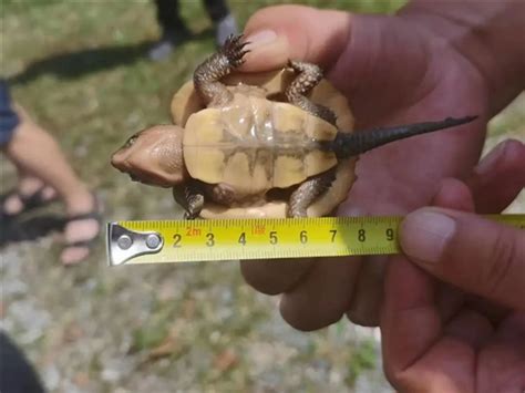 科研人员在湖南江永县发现野生大头平胸龟—新闻—科学网