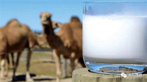 驼能骆驼奶加盟费是多少钱_驼能骆驼奶加盟6万元_驼能骆驼奶加盟费怎么加盟_加盟星百度招商加盟服务平台