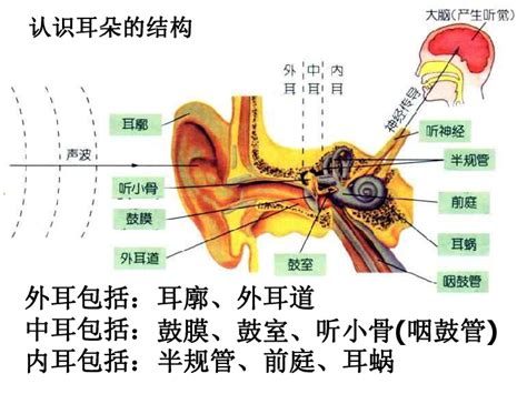 耳朵的构造图图片
