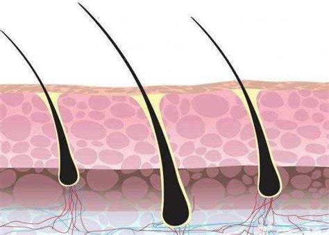 一文读懂| 藏在毛囊干细胞里的秘密，与脱发相关 - 知乎