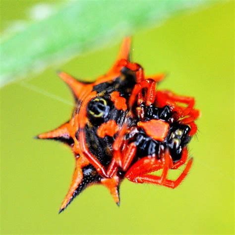 红蜘蛛的危害症状，如何防治红蜘蛛 - 农敢网