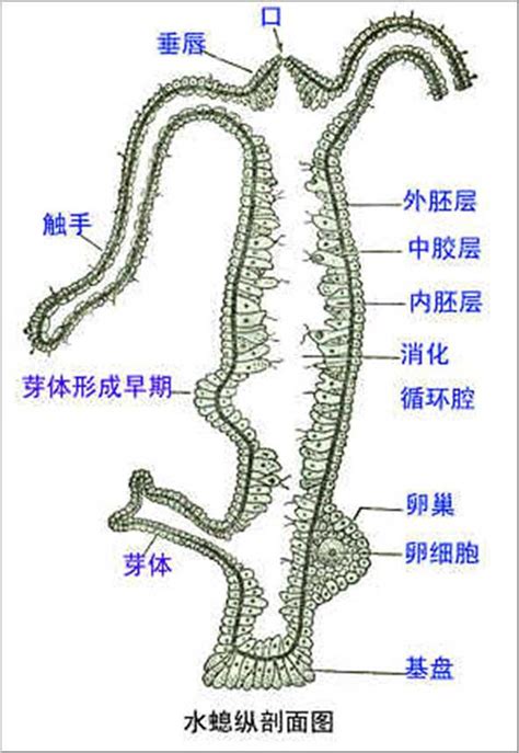 水螅结构图图片