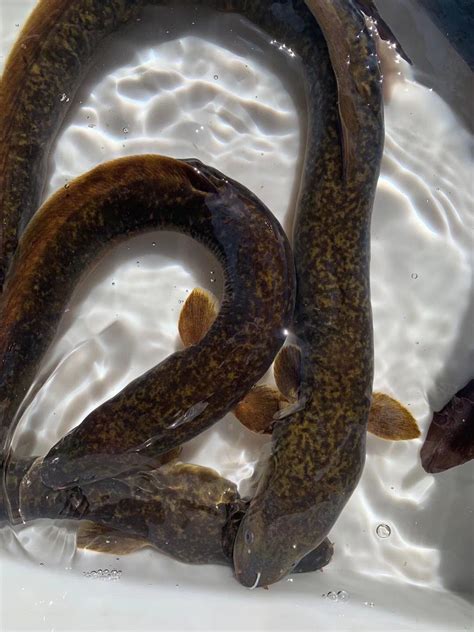 渔民在大金山岛近海海域作业时捕捞起一条巨型海鳗 - 神秘的地球 科学|自然|地理|探索