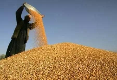 丰收在望！33.23万亩小麦长势良好
