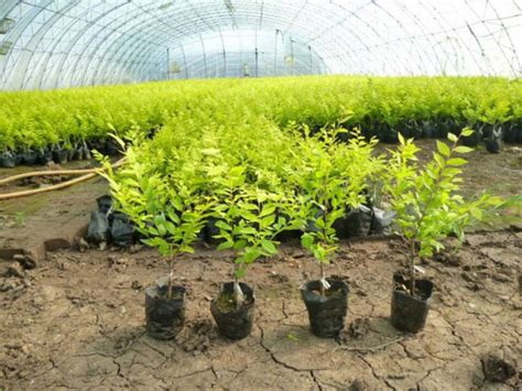 苗木基地如何给不同气候，土壤、树种的苗木灌溉？-绿宝园林网