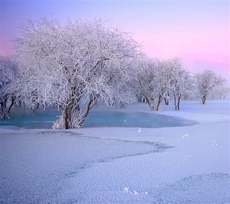 玉树银花 下雪 冬天 冬季 雪花 白色 白雪 壁纸 素材