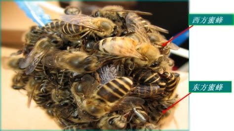 版纳植物园访问学者研究揭示蜜蜂协作防御胡蜂的机制----中国科学院