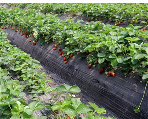 大棚草莓种植方法，选好品种是第一步