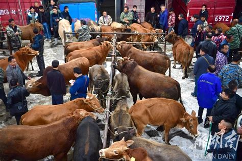 新华全媒+丨新疆：“牛羊市场”交易火爆_时图_图片频道_云南网