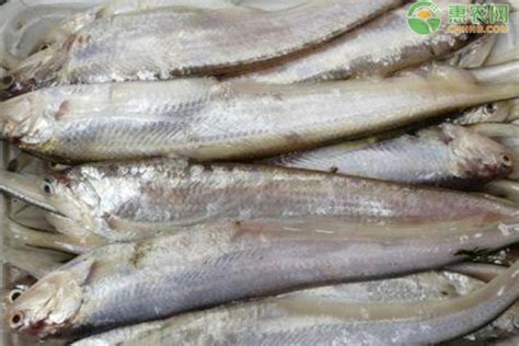 海刀鱼和江刀鱼如何辨别,野生刀鱼和海刀鱼区别 - 品尚生活网