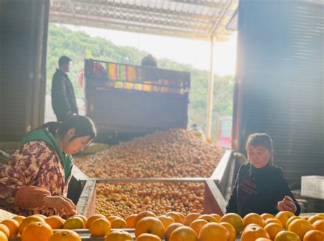 “中国冰糖橙之乡”线上成长记:麻阳冰糖橙借电商IP出圈，产业弯道超车-中国吉林网
