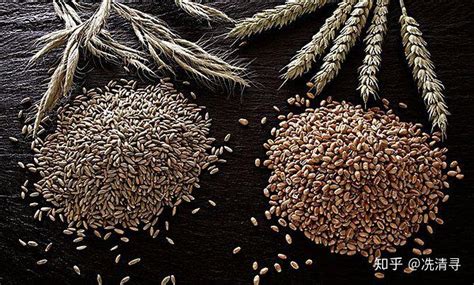 5斤农家现磨黑麦粉黑小麦全麦粉粗粮馒头面包黑全麦面粉含麦麸_虎窝淘