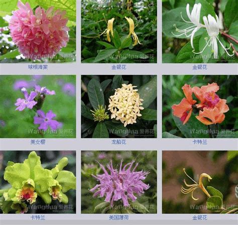 花的图片，快速识别几种花 - 花百科