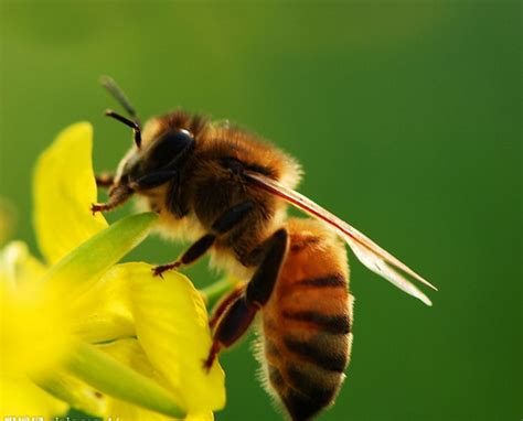 蜜蜂摄影图__昆虫_生物世界_摄影图库_昵图网nipic.com