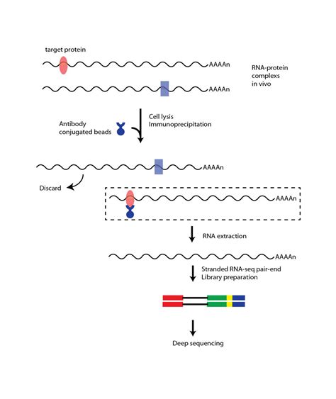 miRStar™ Human Cancer Focus miRNA&Target mRNA PCR芯片-康成生物丨数谱生物