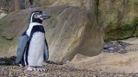《马达加斯加的企鹅》观影指南 企鹅萌贱翻倍上海段落亮眼 – Mtime时光网