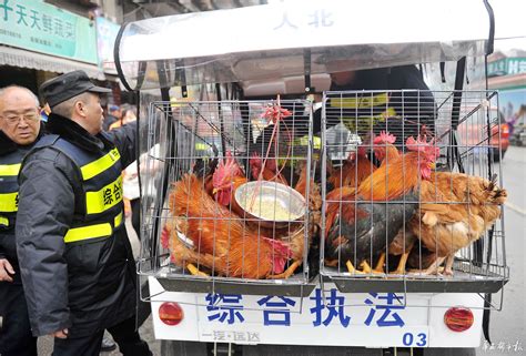 管住一只活鸡这么难？南京主城区活禽交易为何变得“半公开化”？