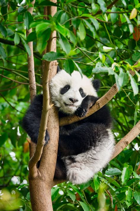 爬树上的国宝大熊猫图片-包图网