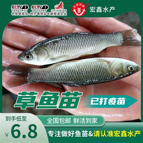 上海本地鱼种图谱,上海本地淡水鱼品种,上海之鱼_大山谷图库