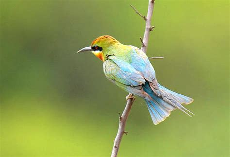 11天云南西部拍鸟之旅收获185种鸟类！满载而归！ | 野去自然旅行