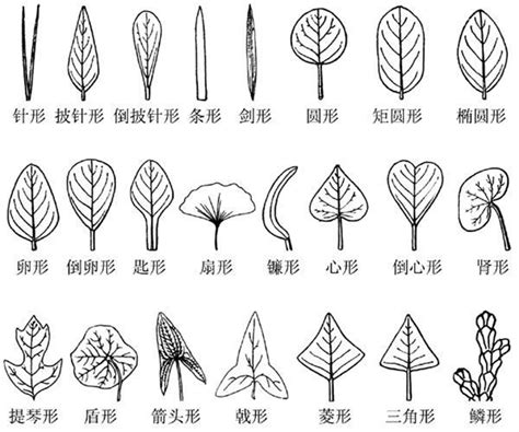 常见树叶的名称,叶子,形状_大山谷图库