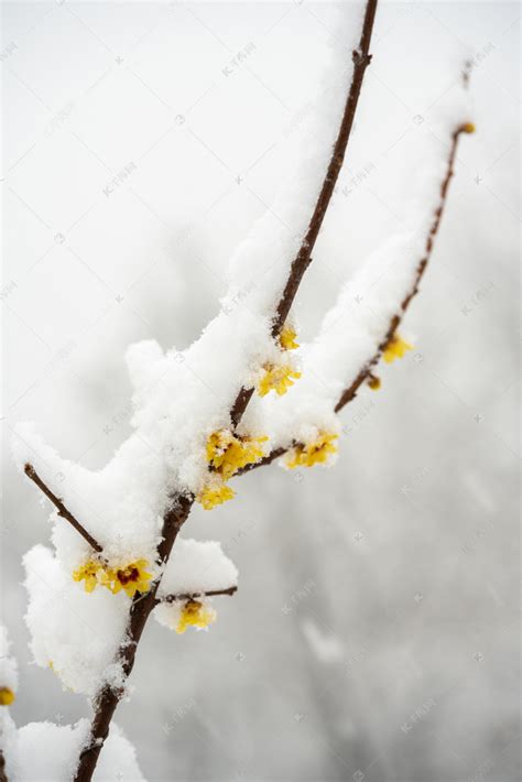 落雪的树摄影图片-落雪的树摄影作品-千库网