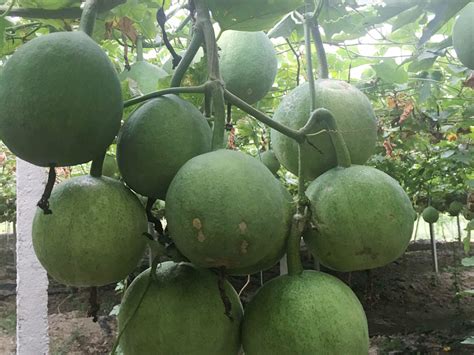 瓜蒌种植怎样提高产量 - 知乎