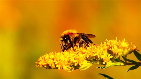 蜜蜂的品质-蜜蜂的品质,蜜蜂,品质 - 早旭阅读