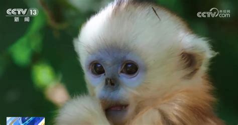 神农架迎来川金丝猴新生命 进一步优化川金丝猴生存环境