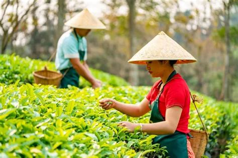 大益普洱茶：在传承中发扬创新 拓展普洱茶产业发展新维度