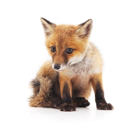 白色背景上的小狐狸图片-趴在地面上的小狐狸素材-高清图片-摄影照片-寻图免费打包下载