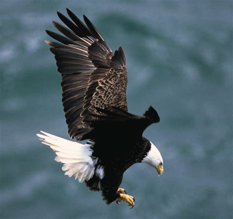 15 Majestic Facts About the Bald Eagle