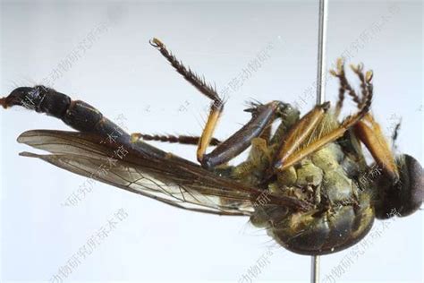 黑足齿腿食虫虻 Merodontina nigripes - 物种库 - 国家动物标本资源库