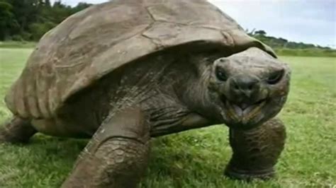 盘点世界上最大的乌龟，最大的龟王居然是它