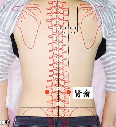 腰俞的准确位置图图片 腰俞的准确位置图图片