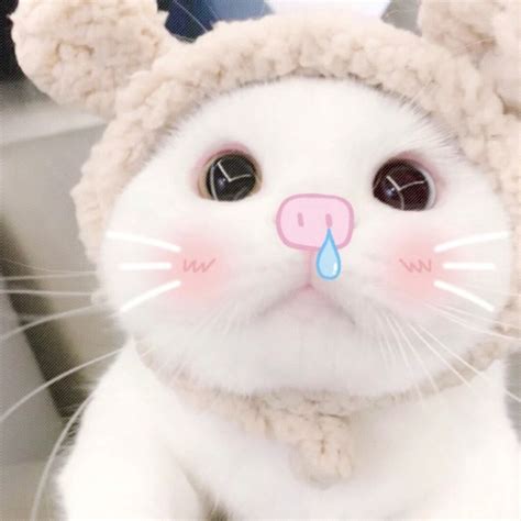 非主流刘海猫咪头像